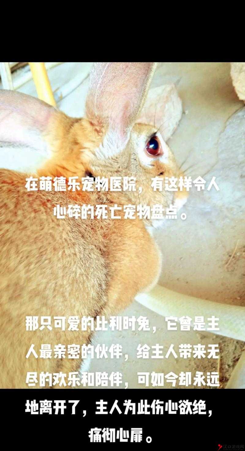 只兔不灭的勇者,恶鼠怎么打在资源管理中的重要性及策略
