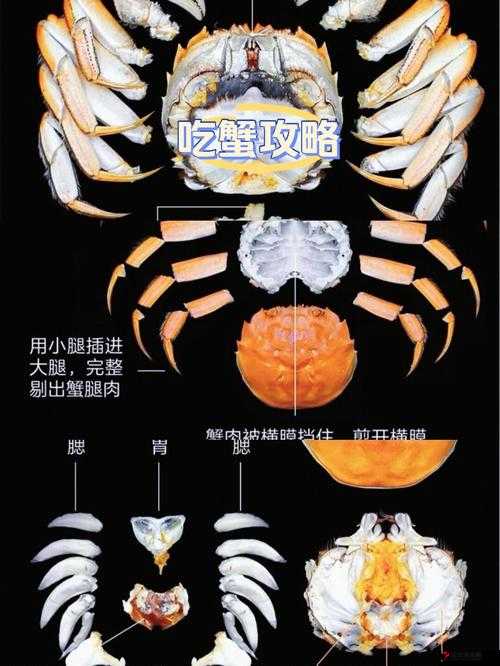 狩猎时刻沙居蟹打法全攻略,解锁高效狩猎秘籍