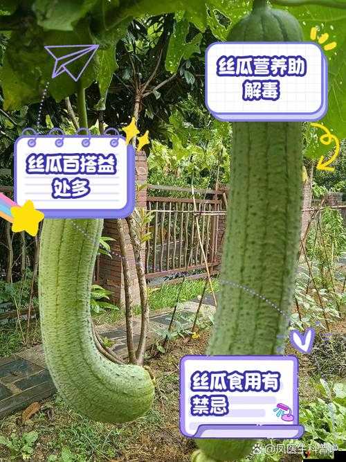 718 黑瓜吃料:探索其独特口感与丰富营养的奥秘之旅
