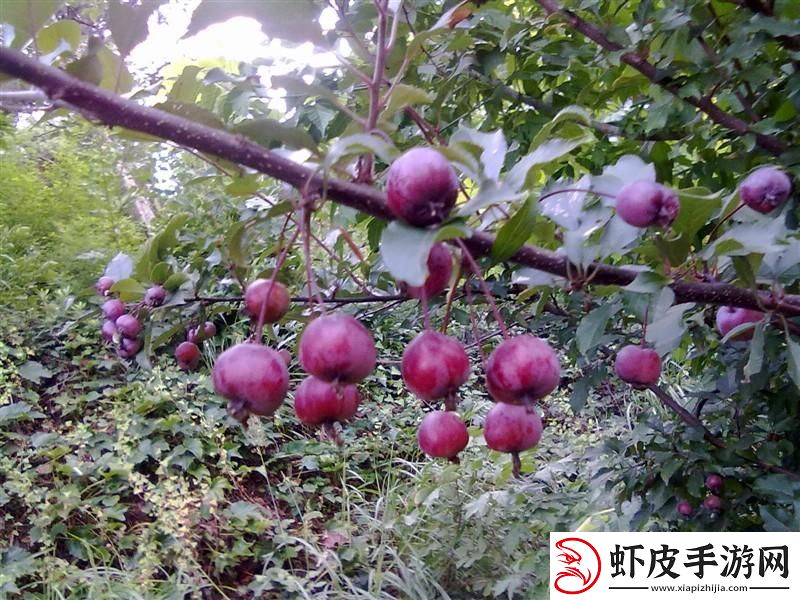 法国春满烂科技