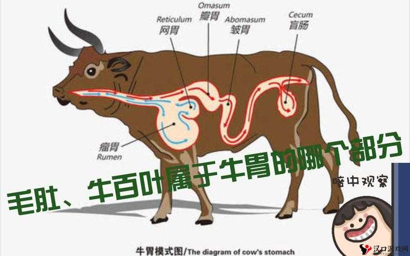 牛百叶是牛的什么部位:探寻其在牛身体中的独特位置及作用