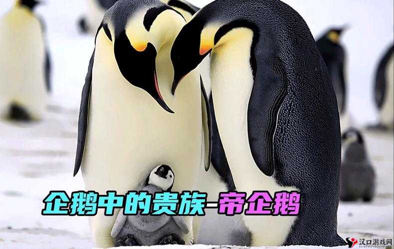 风之旅团企鹅怎么样,全面解析企鹅技能属性图鉴