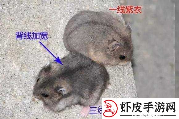 日本一线和三线的区别是什么绝对不能错过之详细解析与深入探讨