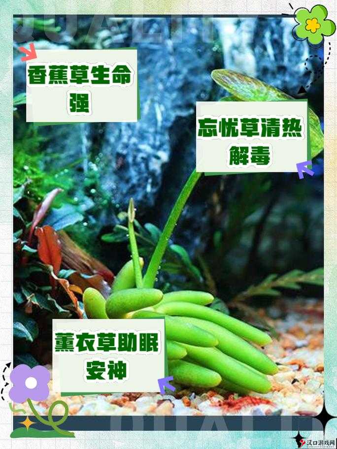 香蕉和忘忧草的区别:从外观到营养价值的全面解析