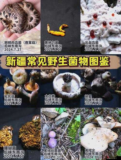 中国新疆超大型 XXXXXL19D 蘑菇的独特魅力与价值