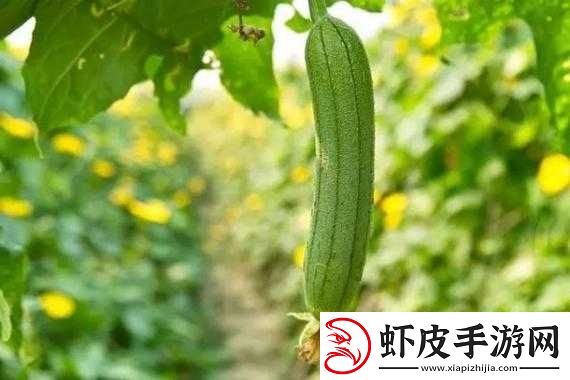 草莓视频在线看