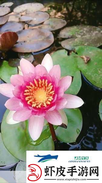 女性半夜莲花开放的治疗方法