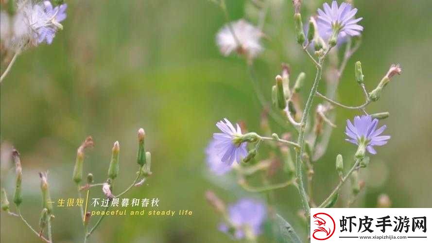 野花高清完整版免费观看视频大全