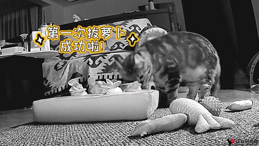 二人世界拔萝卜玩法究竟有何独特魅力:深入探究拔萝卜的二人世界玩法