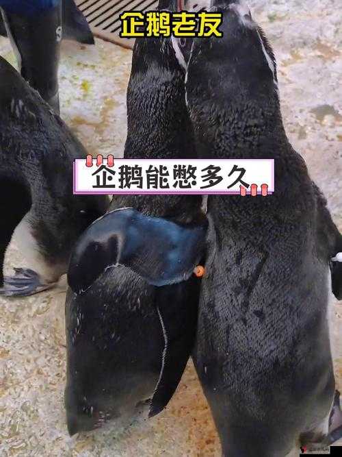 最囧游戏我kao第8关大揭秘,解救企鹅的奇妙之旅