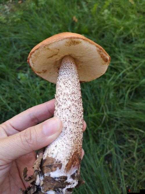精产国品一二三产区蘑菇视频的独特魅力与精彩呈现