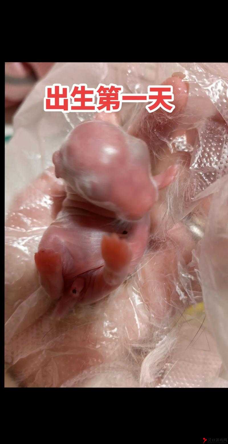 怎么喂老公吃小兔兔:探索亲密关系中的喂食乐趣