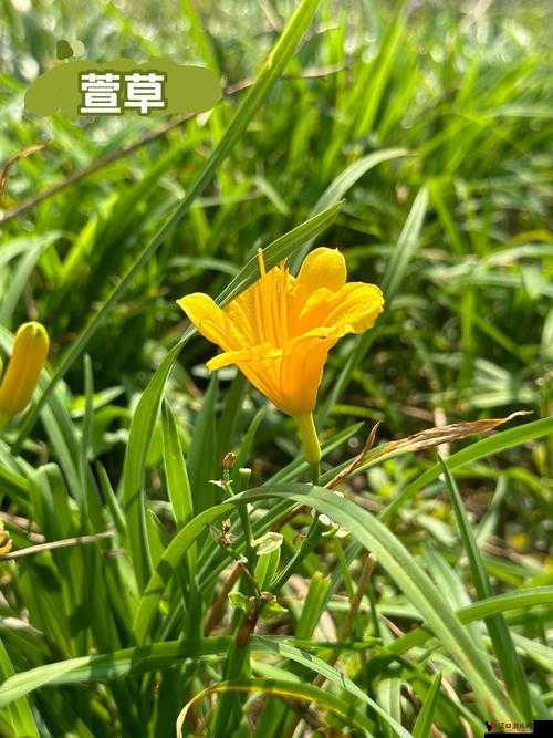 MY1277 忘忧草 MY471 带你进入奇妙的忘忧世界