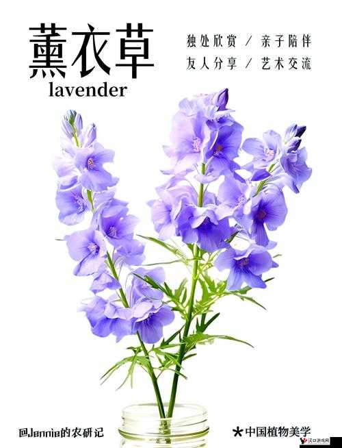 薰衣草研究所官方网站入口:探索薰衣草的奥秘之地