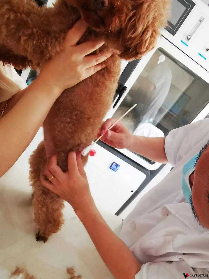 狗和人锁在一起去医院的注意事项:确保安全与顺利就医细节