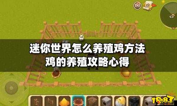 迷你世界养鸡秘籍,揭秘鸡的繁殖与饮食