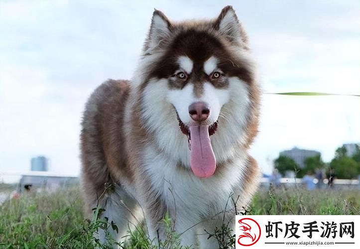 女人独享萌宠指南