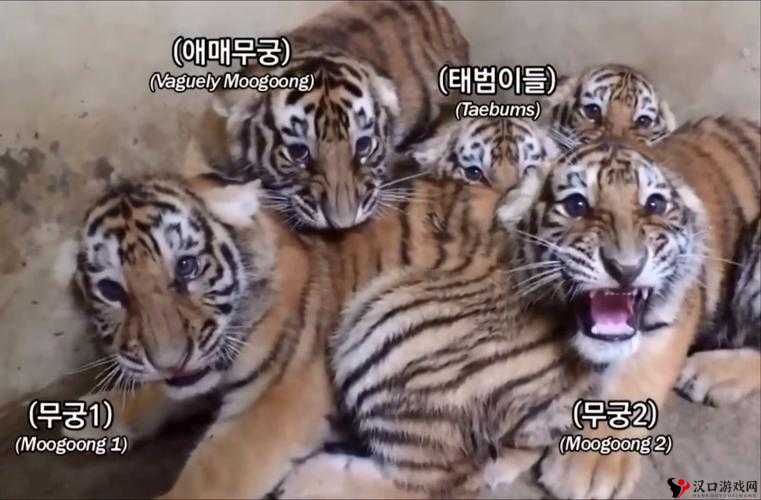 让我们一起探索 4 虎永久的无限可能