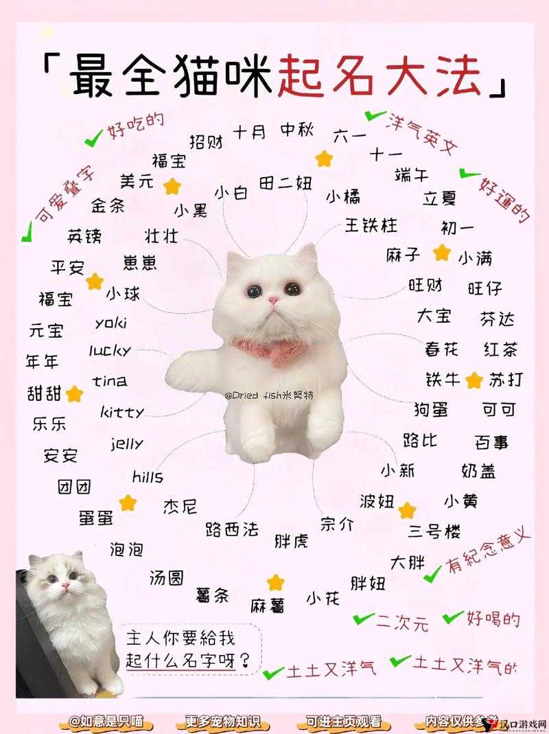 新版猫咪地域网名推荐大全之详细分类与具体示例