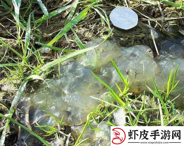果冻传染煤