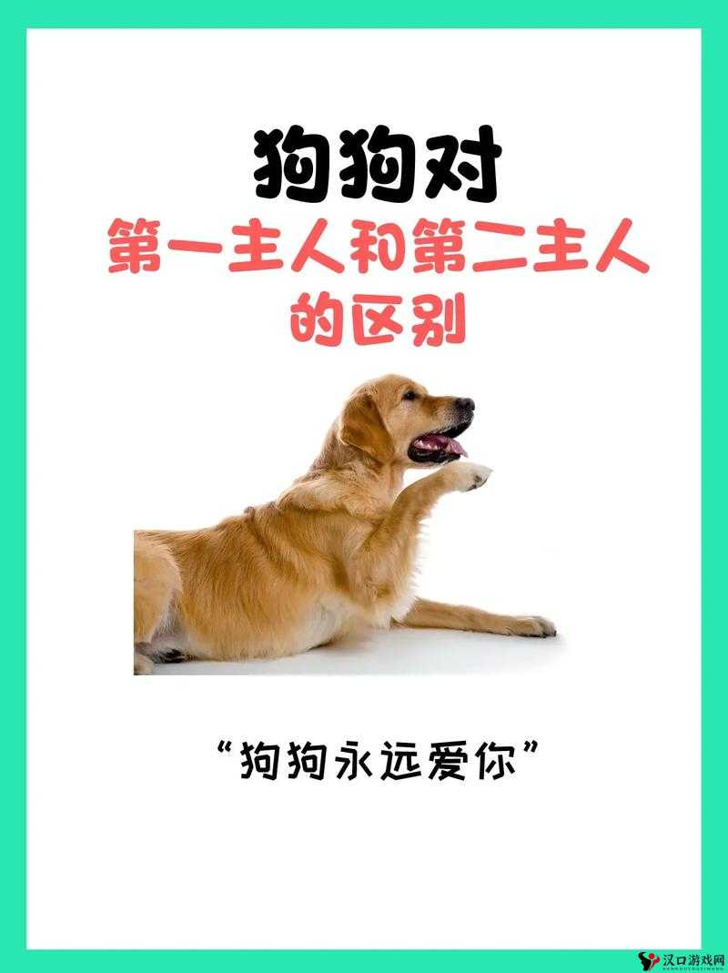 人狗胶配方大全狗狗使用:探索适合狗狗的健康胶质秘诀