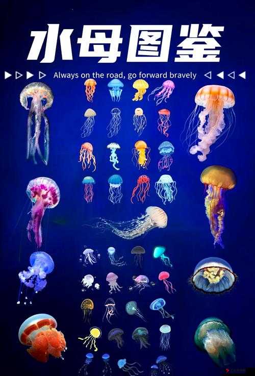 泰拉瑞亚蓝色水母探索指南,生成地点、属性与掉落物品详解