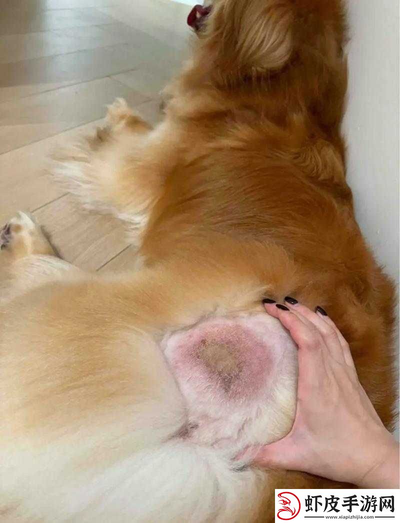 人狗胶配方大全