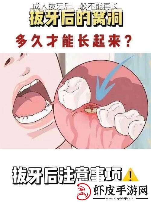 成人拔牙后一般不能再长