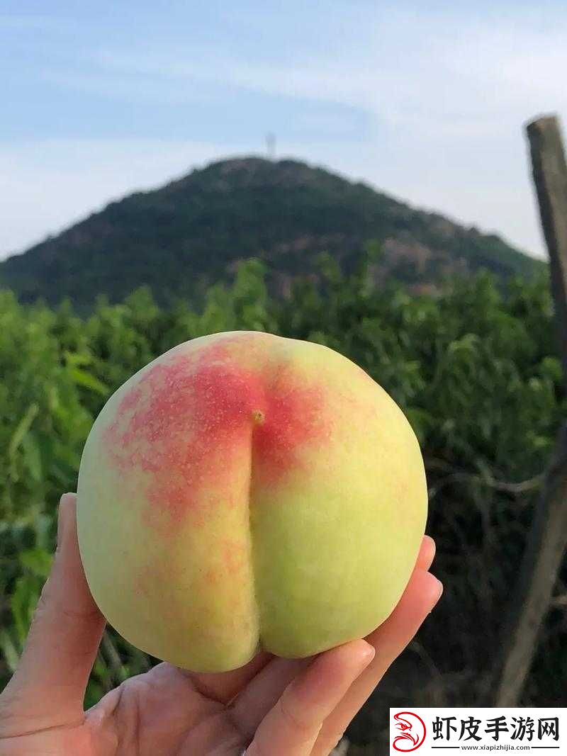 水蜜桃与水蜜桃