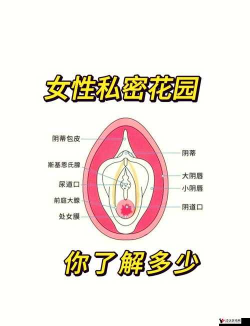 XX 生活:探索私密世界的奥秘