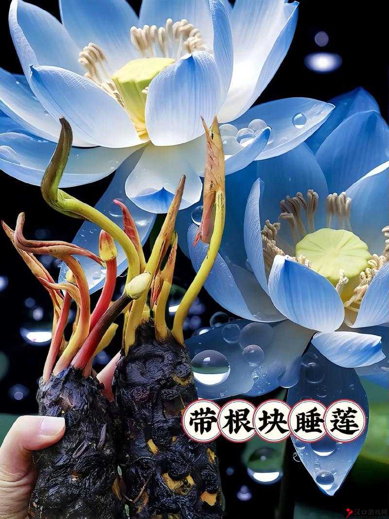 我的世界睡莲怎么长大及其多种用途