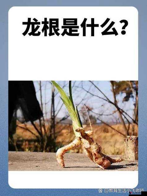 在根茎上写作业,可行吗?