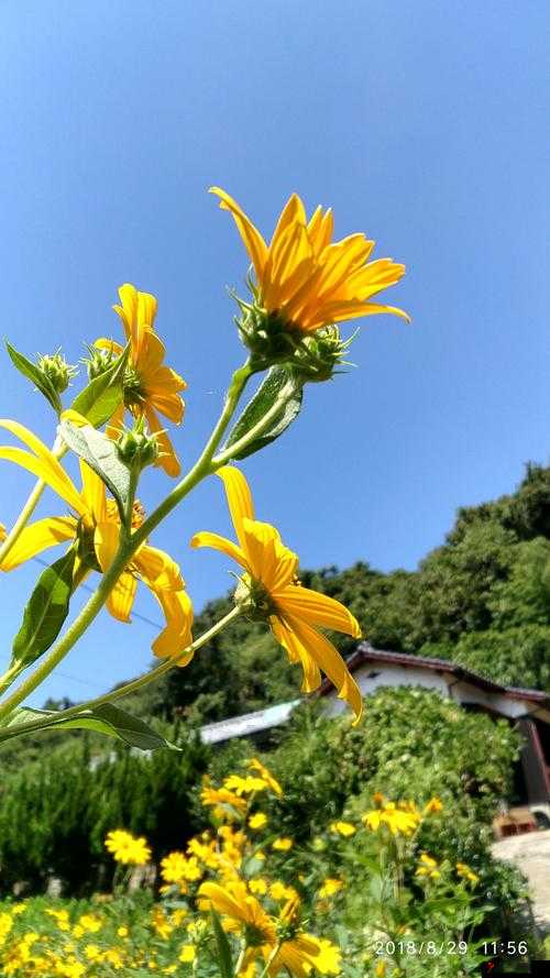 野花社区看日本:深入探索日化与风情的独特视角