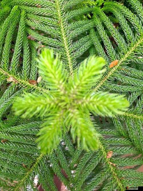 含羞草高清视频在线观看:探索植物的奇妙世界