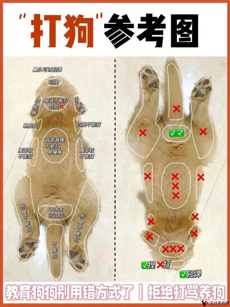 人狗胶配方大全狗狗一:揭秘独特的狗狗健康秘诀