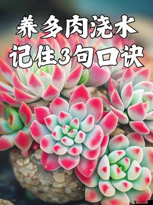 皇家共享小公主多肉养护技巧之新手快速入门及注意事项