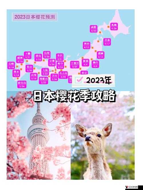 2023 年樱花官网官方进入版网址:一场浪漫的樱花之旅