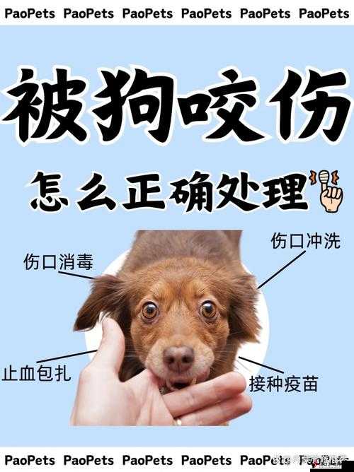 当狗狗的东西又硬又烫,我们该怎么办:紧急处理指南