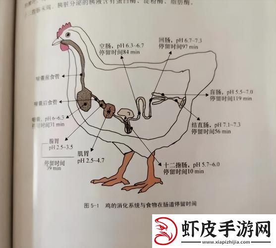 超级肉禽系统来袭