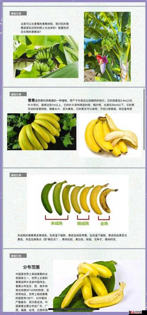 大香焦的奇妙滋味与独特魅力等你来探索