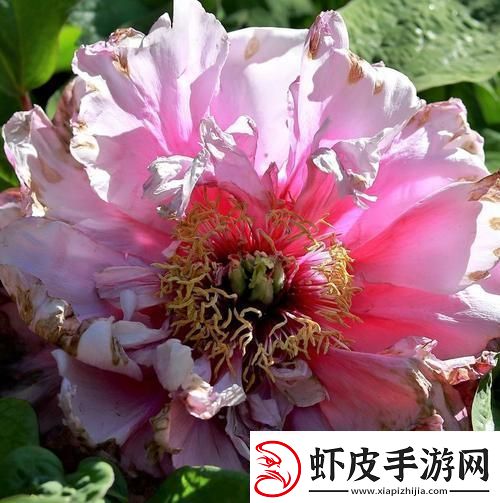 玉立天香科技奇葩