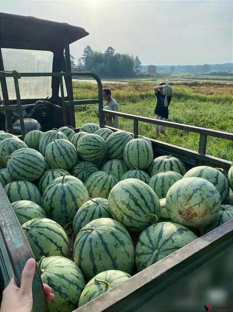 新鲜采摘的西瓜with草莓，带来清爽甜蜜的口感
