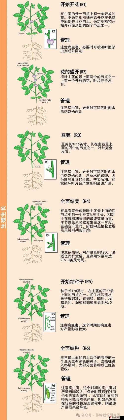 japonensis成熟大豆:关于其生长过程与特点的详细介绍