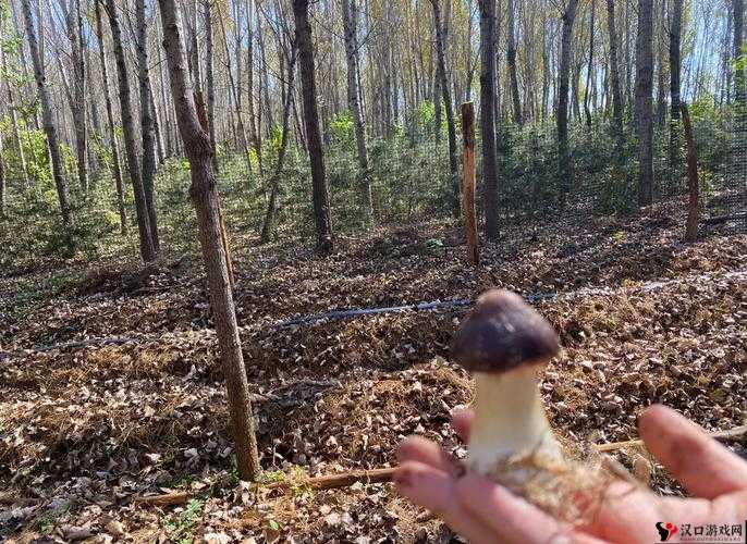 51 吃瓜 world 戴璐蘑菇让人们体验到了探险和挑战的乐趣:带你探索新奇世界