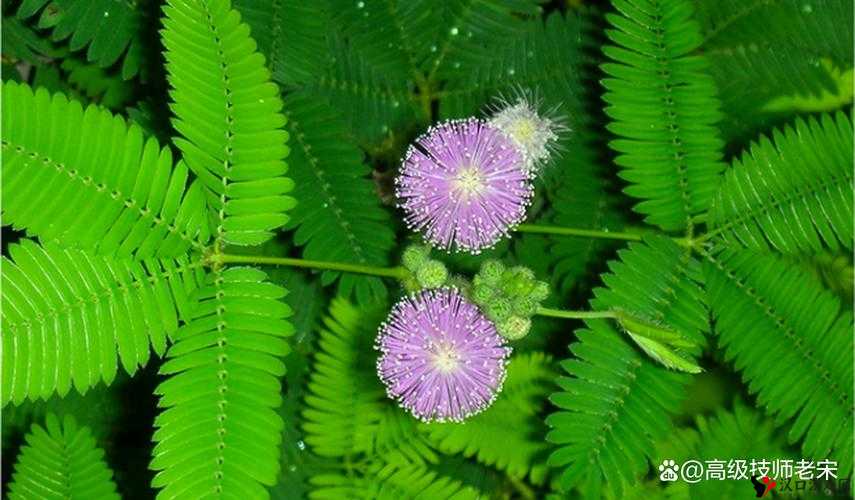 含羞草在线视频:探寻奇妙植物世界的精彩之旅