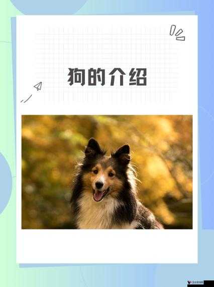 ZOOMSERVO 兽狗：一段跨越种族的禁忌之恋