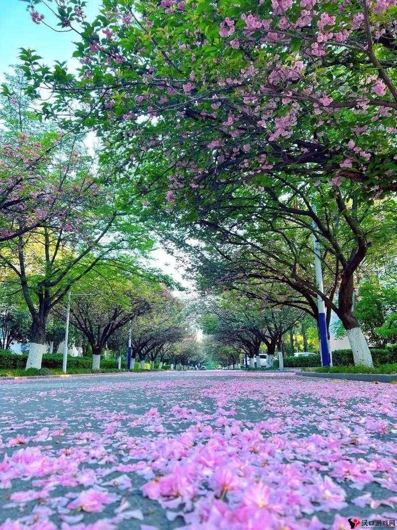 病勤楼栋 1 至 6 樱花:绽放中的绚烂与宁静之美