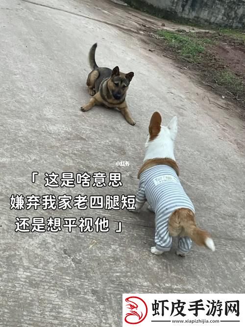 “狗老公”带“拉婆婆”共舞