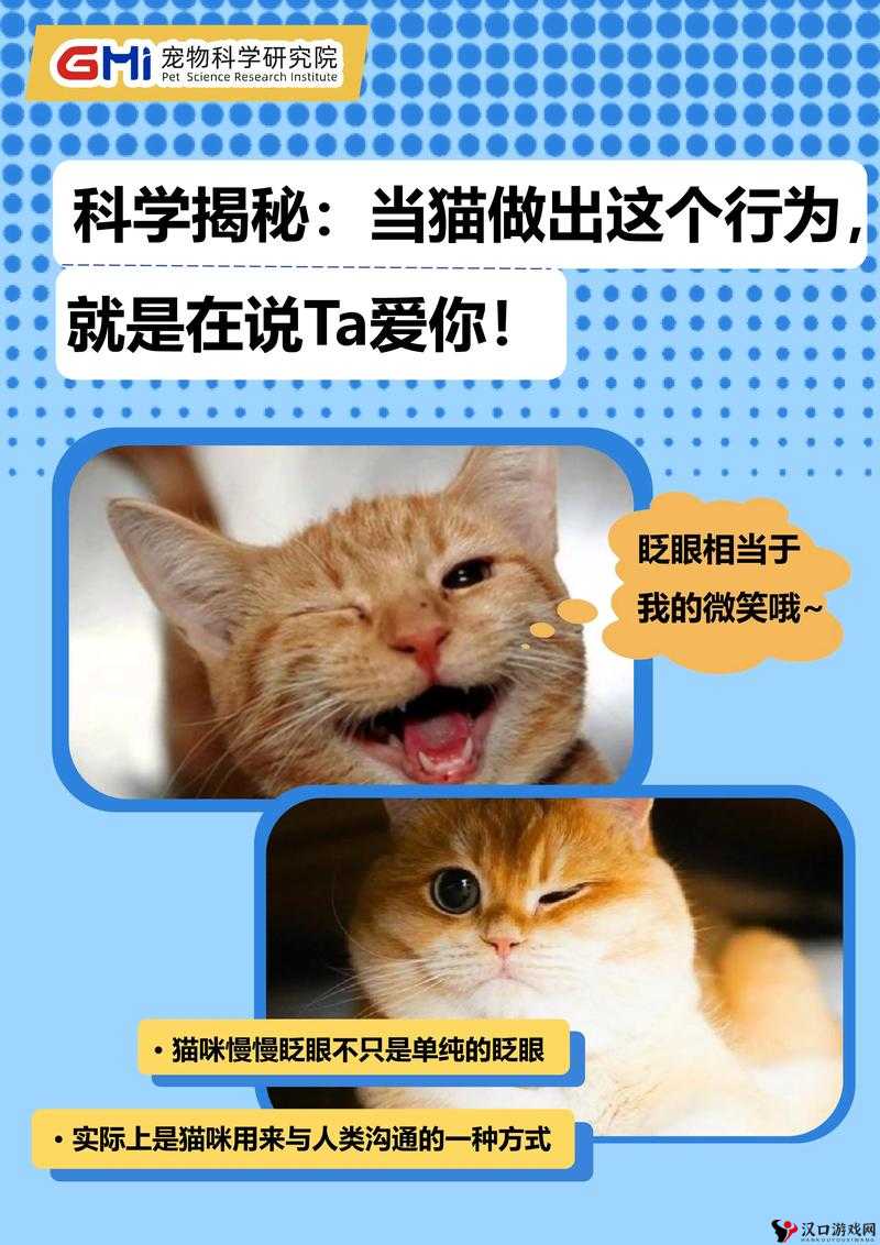 猫咪社交:探索猫咪之间独特而奇妙的交流方式和情感世界