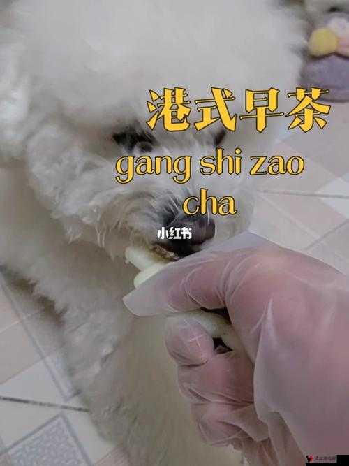 美国人与动物胶配方大全:详细解析及应用场景拓展